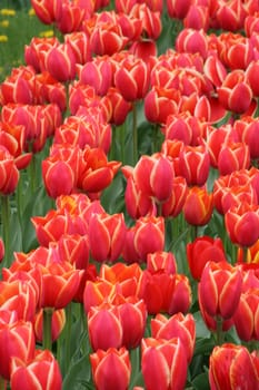 scarlet red tulips flowers