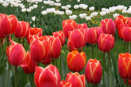 scarlet red tulips flowers