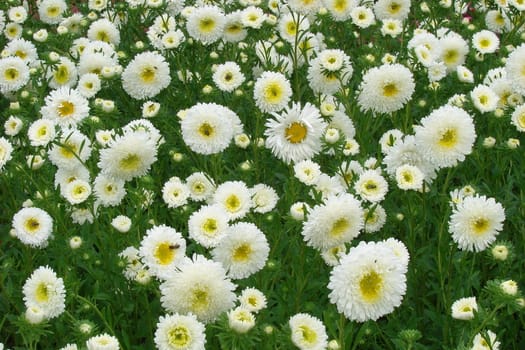 green spring meadow background with white flowers