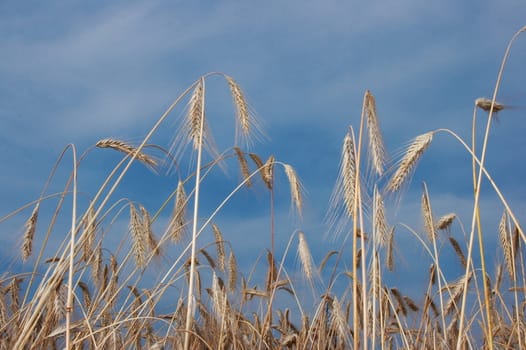 Deep blue sky over yellow wheat field