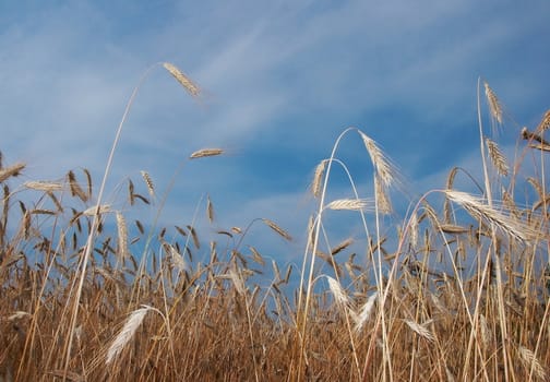 Deep blue sky over yellow wheat field