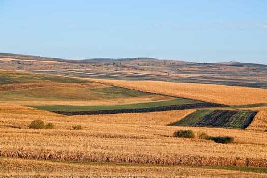 View of grain fields in autumn