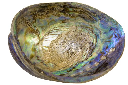 Paua Abalone Shell Inside Closeup Isolated on White Background