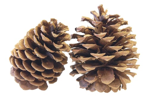 Two Ponderosa Pine Cones Macro Closeup Isolated on White Background