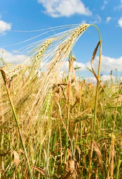 field of wheat with blue sky on background