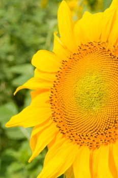 Sunflower close-up with green leaves on background