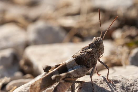 Brown locust close up full body side view (Oedipoda carulescens)