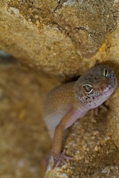 smiling leopard gecko on desert