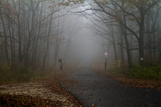 misty autumn forest road