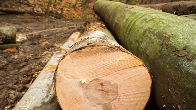 year rings of harvested wood