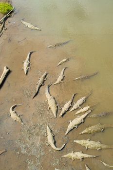 Group of crocodiles resting in Tarcoles river, Costa Rica