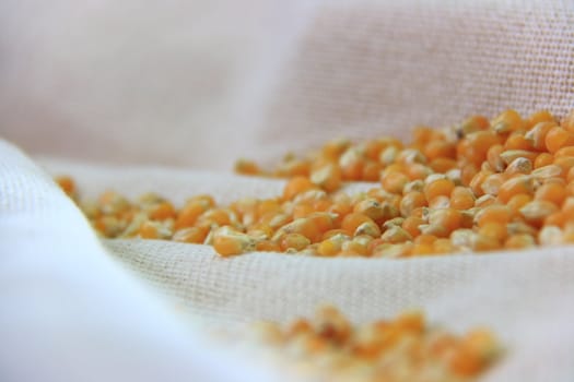 yellow sweet corns on natural cloth in group 