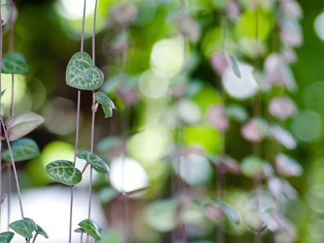 String of hearts(Ceropegia woodii) Family Asclepiadaceae Common names include chain of Hearts, collar of hearts, string of hearts, rosary vine, hearts-on-a-string, sweetheart vine.