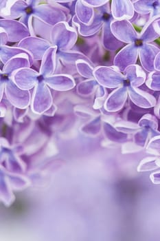 Blooming lilac flowers. Abstract background. Macro photo.