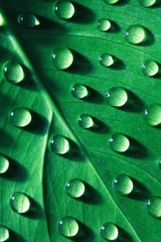 Closeup of water drops on green leaf surface. Nice background