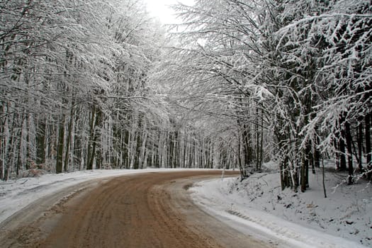 Cloudy day on the forest road