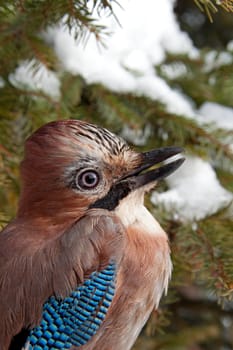 Close-up of an Eurasian Jay on a pine tree in winter
