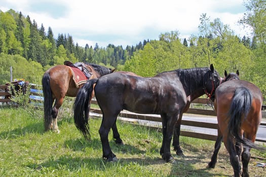 Brown horses with a beautiful pine forest background