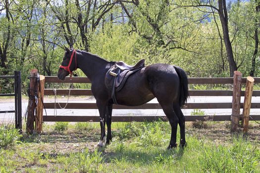 A single dark brown horse in the pen