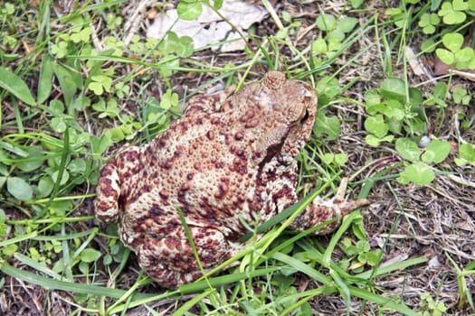 A common toad sitting in the grass