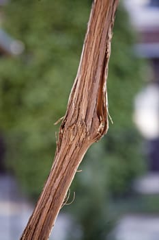 Closeup of a vine branch in a garden
