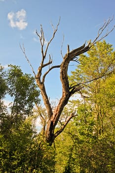 A bare tree among green, healthy ones