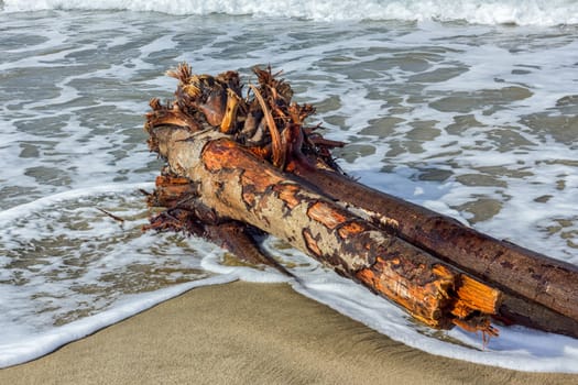 Waves Awash on Fallen Tree