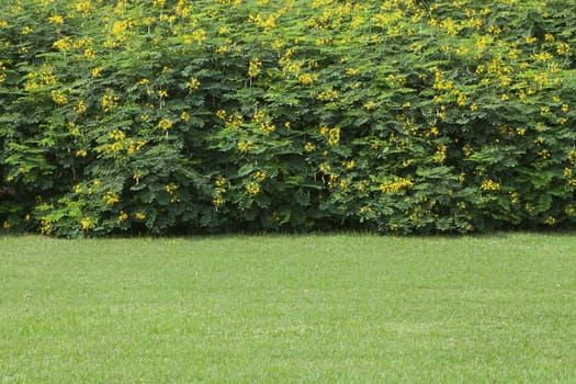 Green park in the summer