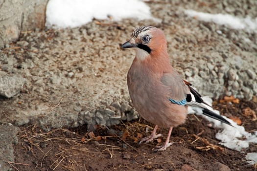 An Eurasian Jay posing for the camera