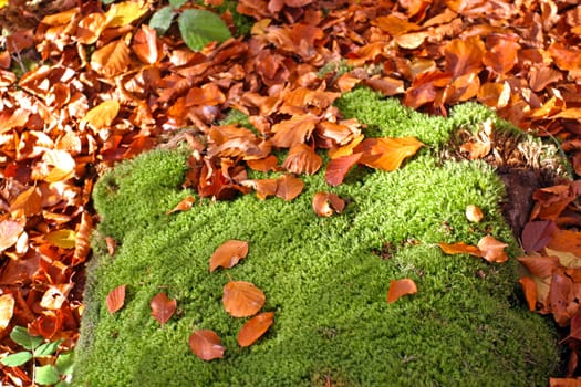 Red leaves cover the ground and some moss.