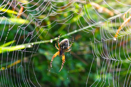 Spider in its web