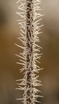 hoarfrost on a thin branch
