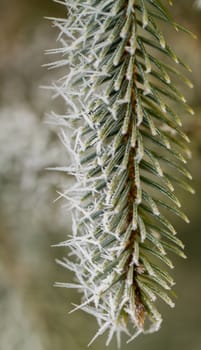 hoarfrost on silver pine branch