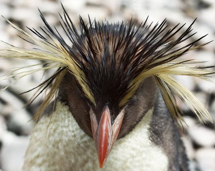 Close up of rockhopper penguin. Shallow dof