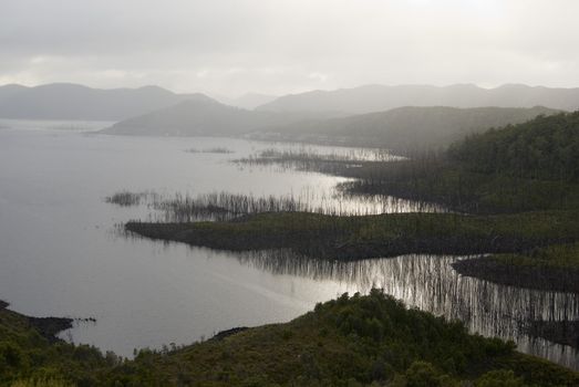 Dead trees lining the banks of lake gordon, flooded for a dam project, tasmanian wilderness.