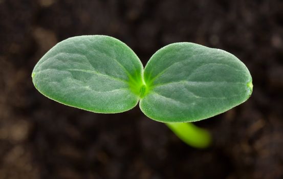 Small watermelon plant