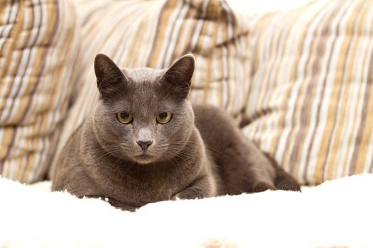 A dog looking stright to the camera, being on sofa