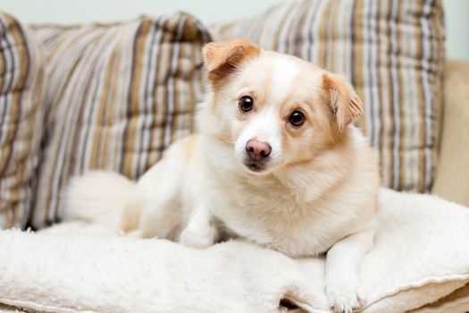 A dog looking stright to the camera, being on sofa