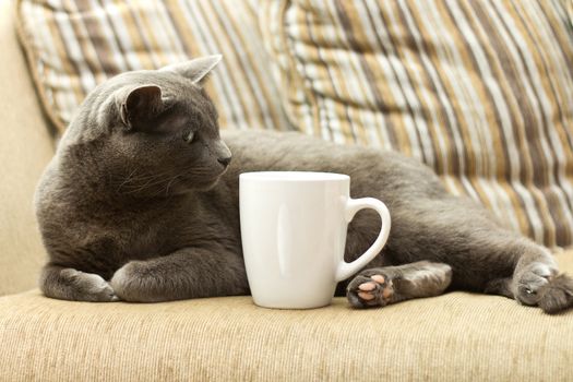 Gray cat on a sofa with white cup