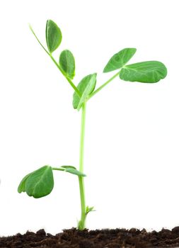 Small pea plant