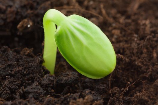 Small watermelon plant