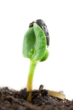 Small sunflower seeding in firt day of life