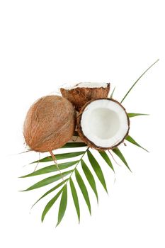 Coconut with leaves on a white background 