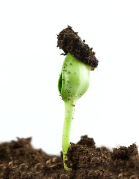 Small sunflower seeding in firt day of life