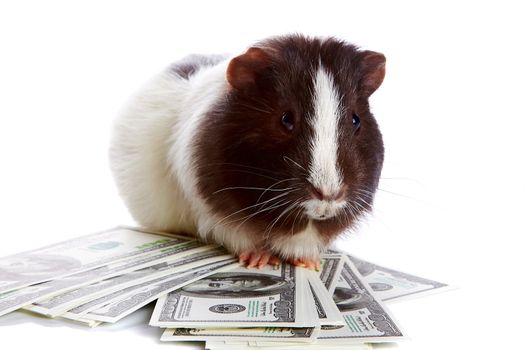Brown-white curious guinea pig and dollars on a white background