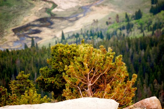 Trees with winding creek in background