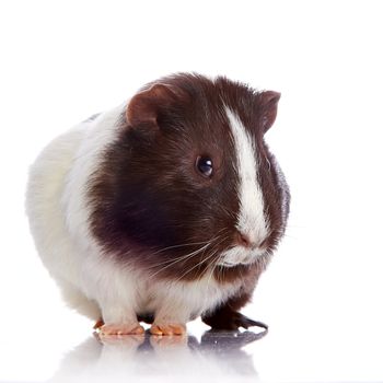 Curious guinea pig on a white background
