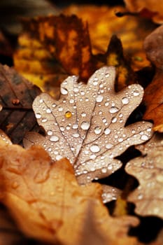 Dewdrops on the dry leaf macro shot