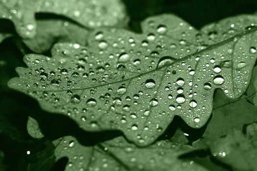 Dewdrops on the dry leaf macro shot