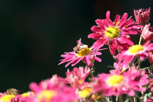 bee on flower spring scene